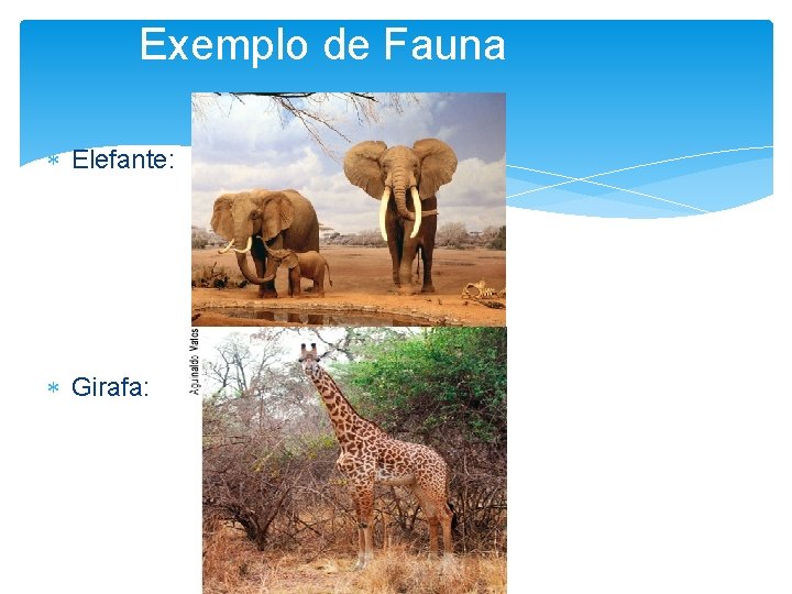 Exemplo de Fauna Elefante: Girafa: 
