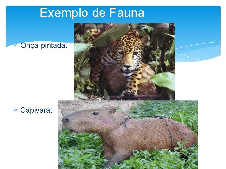 Exemplo de Fauna Onça-pintada: Capivara: 