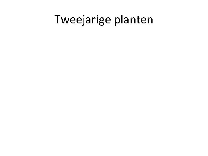 Tweejarige planten 