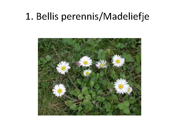 1. Bellis perennis/Madeliefje 