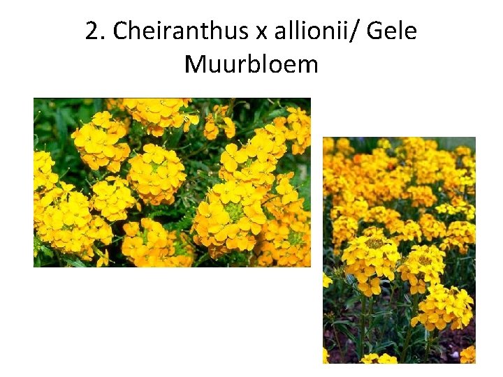 2. Cheiranthus x allionii/ Gele Muurbloem 