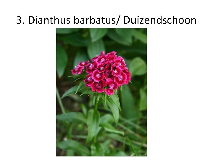 3. Dianthus barbatus/ Duizendschoon 