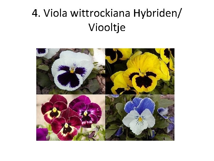 4. Viola wittrockiana Hybriden/ Viooltje 