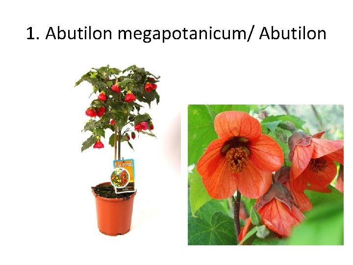 1. Abutilon megapotanicum/ Abutilon 