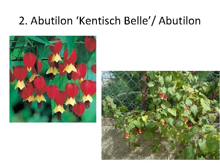 2. Abutilon ‘Kentisch Belle’/ Abutilon 