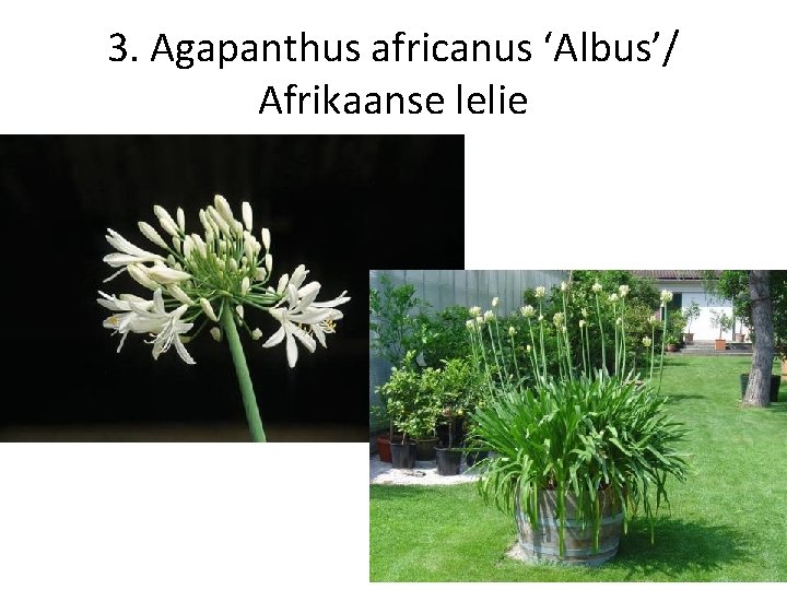 3. Agapanthus africanus ‘Albus’/ Afrikaanse lelie 