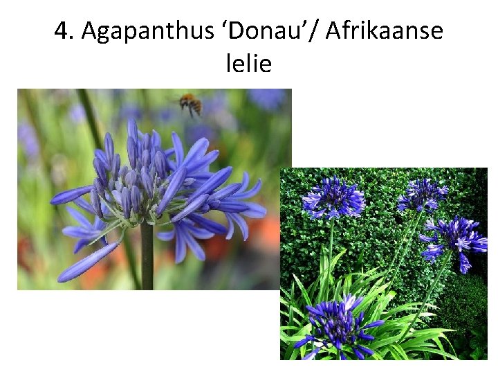 4. Agapanthus ‘Donau’/ Afrikaanse lelie 