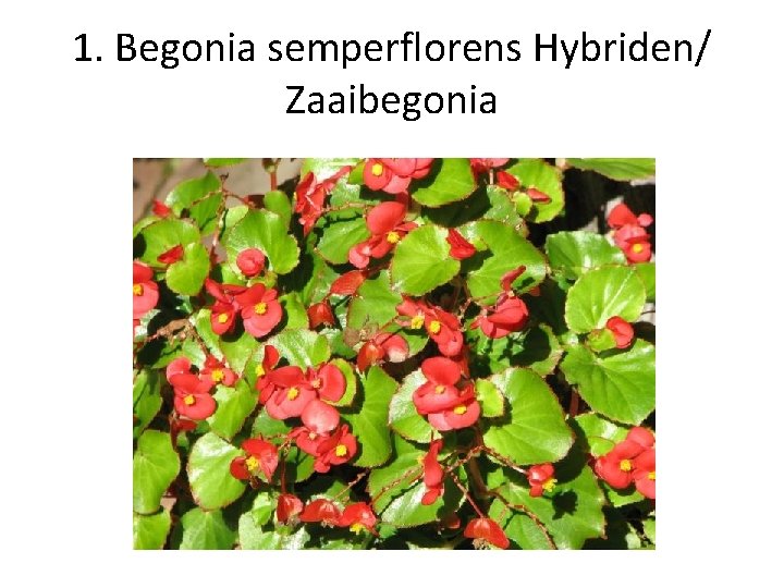 1. Begonia semperflorens Hybriden/ Zaaibegonia 