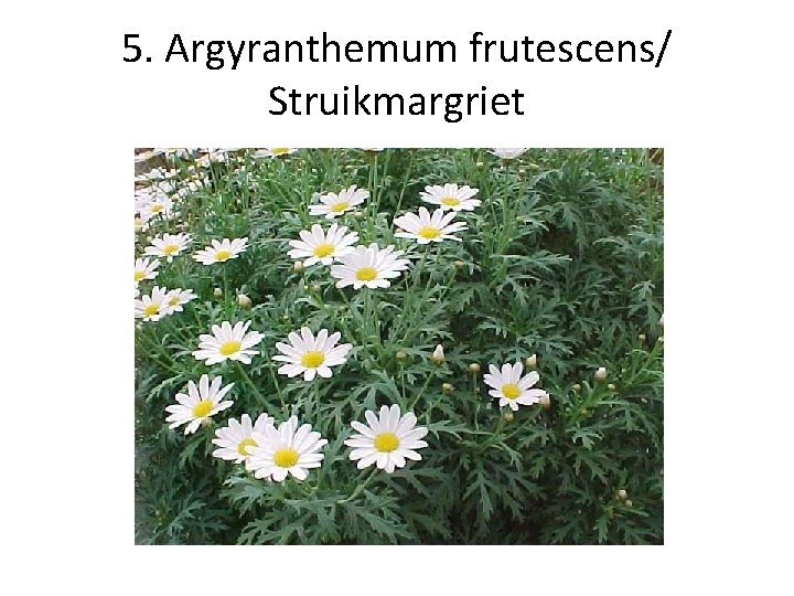 5. Argyranthemum frutescens/ Struikmargriet 