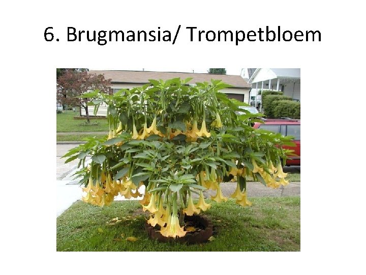 6. Brugmansia/ Trompetbloem 