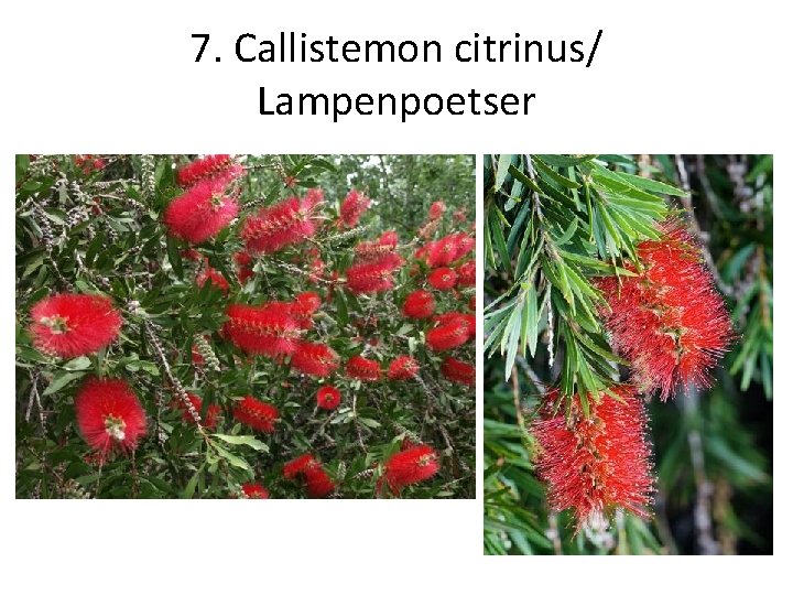 7. Callistemon citrinus/ Lampenpoetser 