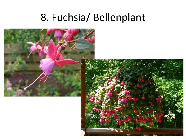 8. Fuchsia/ Bellenplant 