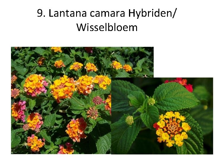 9. Lantana camara Hybriden/ Wisselbloem 