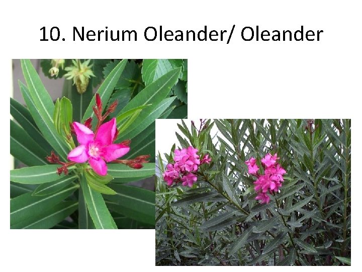 10. Nerium Oleander/ Oleander 