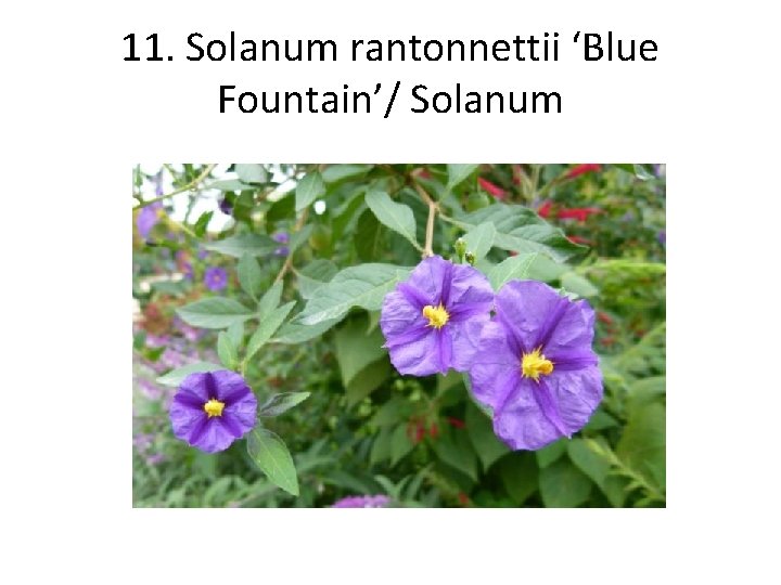 11. Solanum rantonnettii ‘Blue Fountain’/ Solanum 