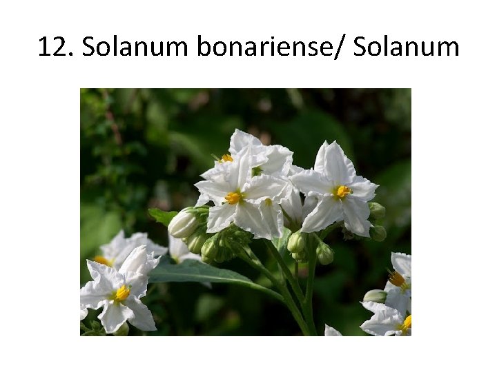 12. Solanum bonariense/ Solanum 