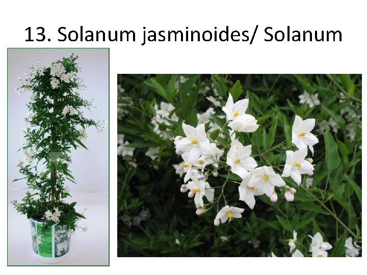 13. Solanum jasminoides/ Solanum 