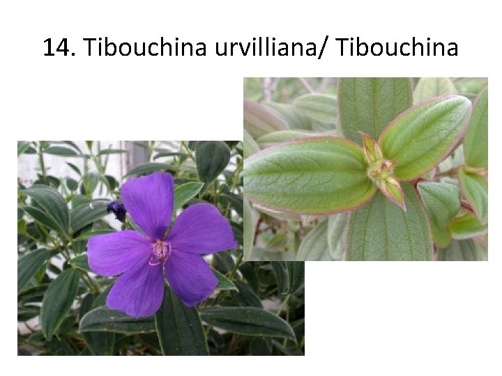 14. Tibouchina urvilliana/ Tibouchina 