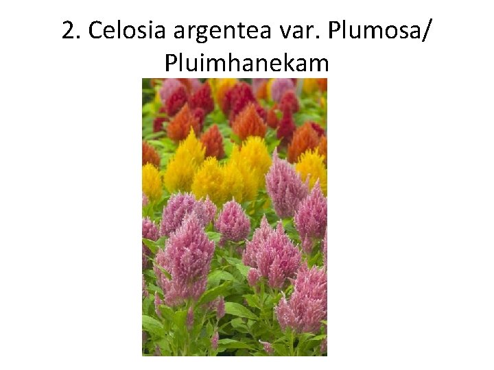 2. Celosia argentea var. Plumosa/ Pluimhanekam 