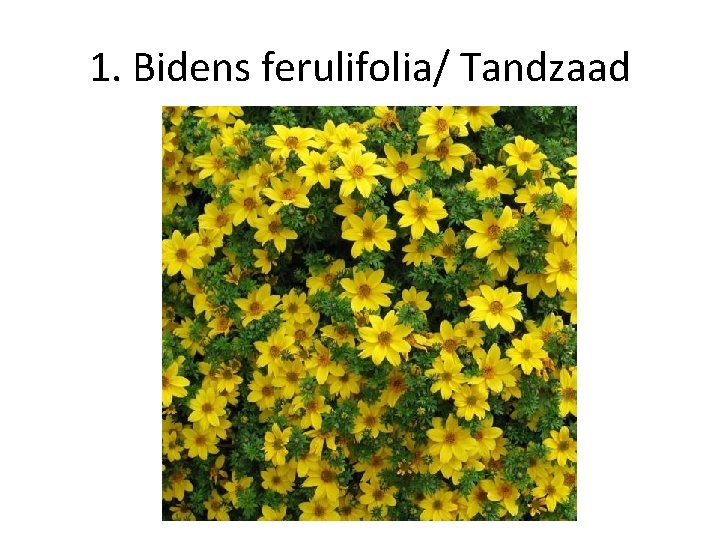 1. Bidens ferulifolia/ Tandzaad 