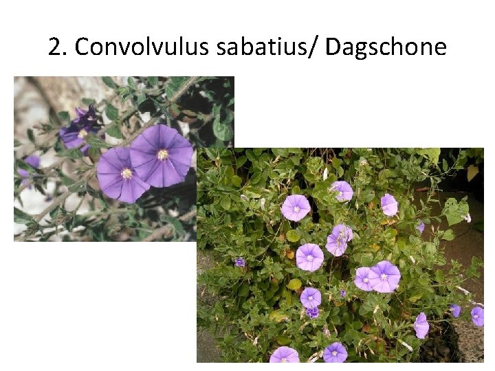 2. Convolvulus sabatius/ Dagschone 