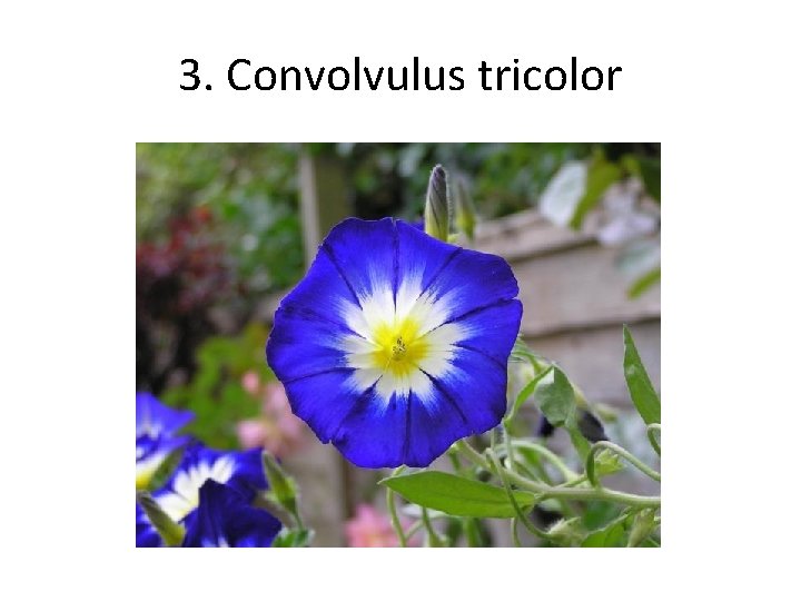 3. Convolvulus tricolor 