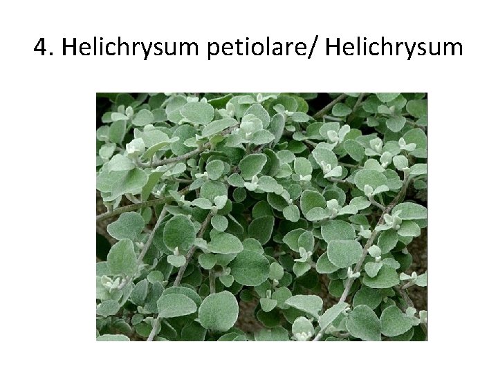 4. Helichrysum petiolare/ Helichrysum 