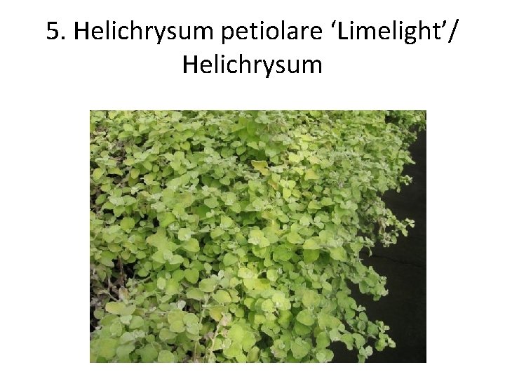 5. Helichrysum petiolare ‘Limelight’/ Helichrysum 