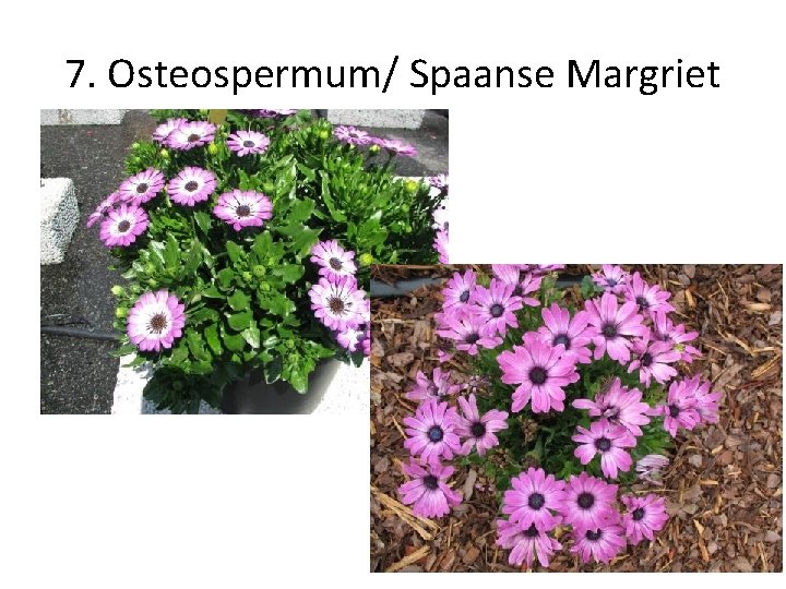 7. Osteospermum/ Spaanse Margriet 