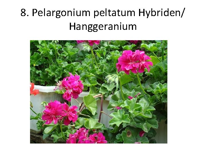 8. Pelargonium peltatum Hybriden/ Hanggeranium 