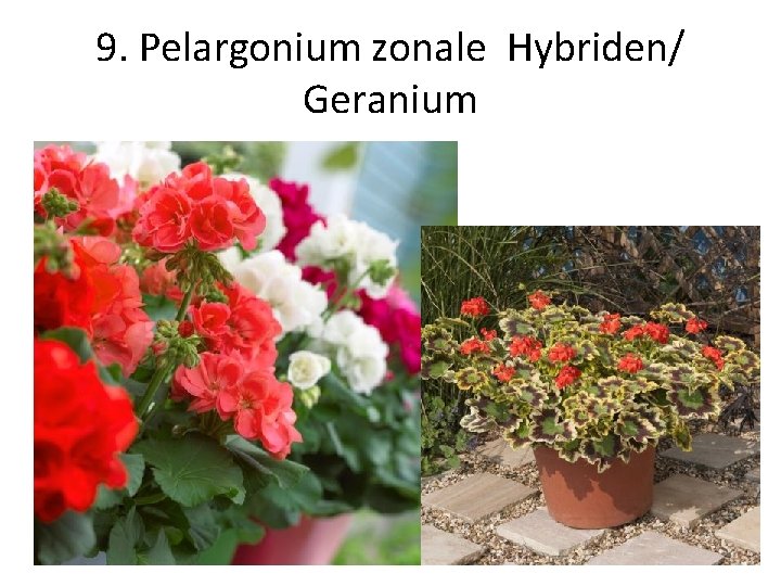 9. Pelargonium zonale Hybriden/ Geranium 