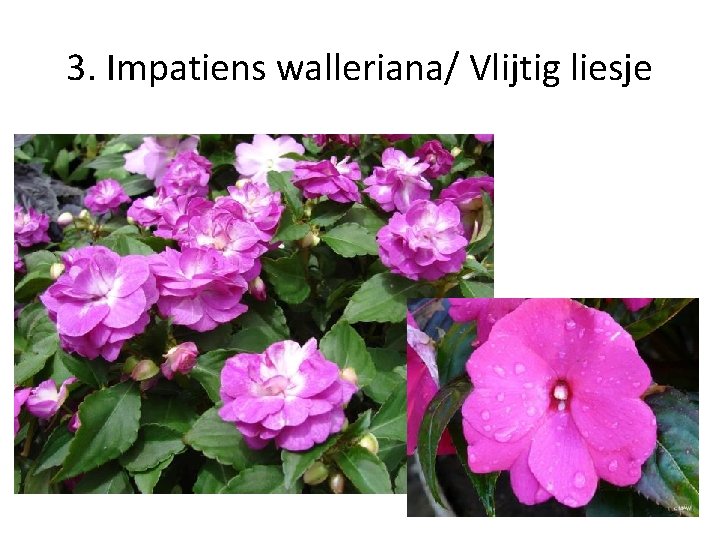 3. Impatiens walleriana/ Vlijtig liesje 