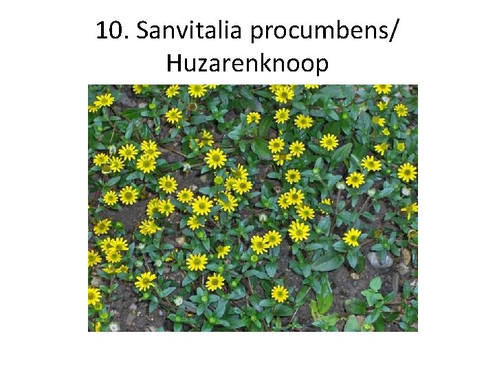 10. Sanvitalia procumbens/ Huzarenknoop 