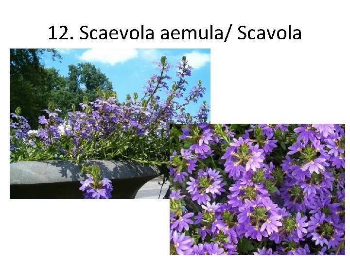 12. Scaevola aemula/ Scavola 