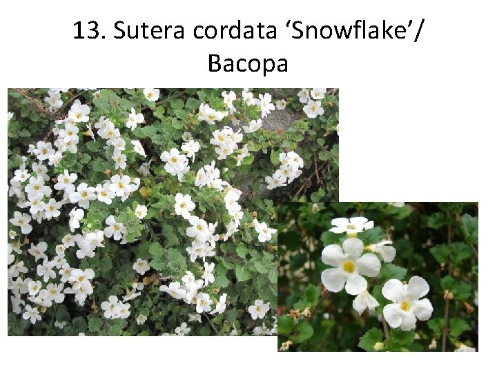 13. Sutera cordata ‘Snowflake’/ Bacopa 