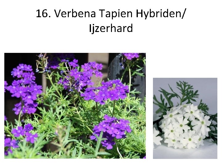16. Verbena Tapien Hybriden/ Ijzerhard 