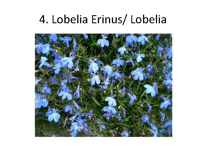 4. Lobelia Erinus/ Lobelia 