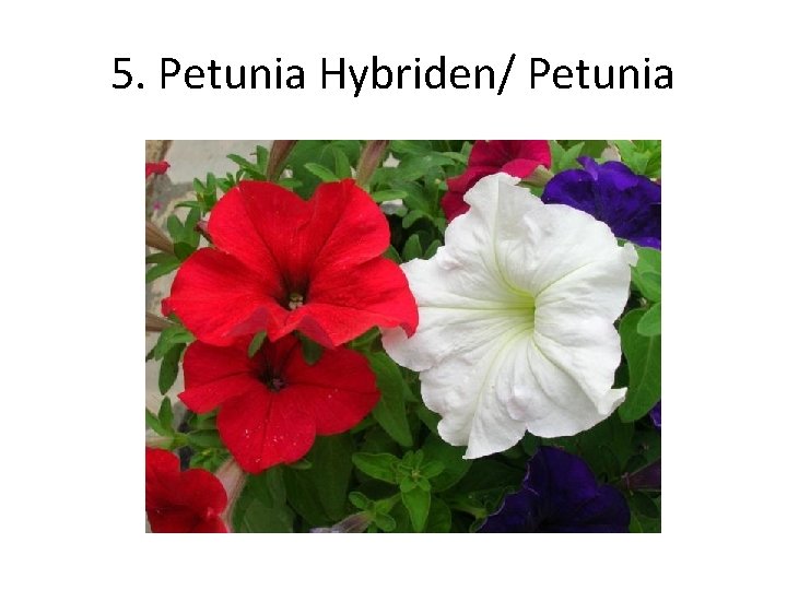 5. Petunia Hybriden/ Petunia 