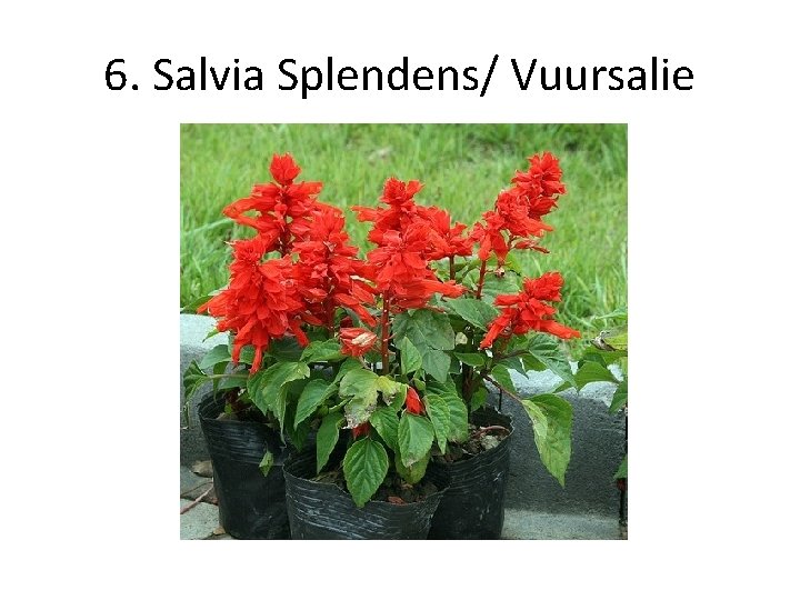 6. Salvia Splendens/ Vuursalie 