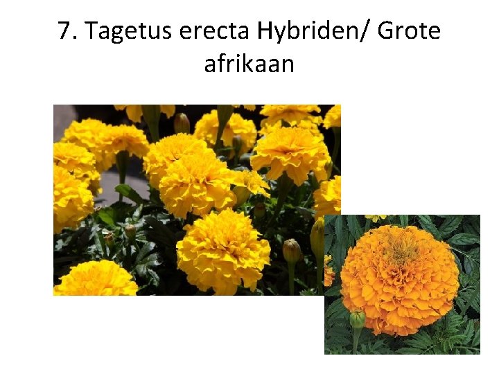 7. Tagetus erecta Hybriden/ Grote afrikaan 