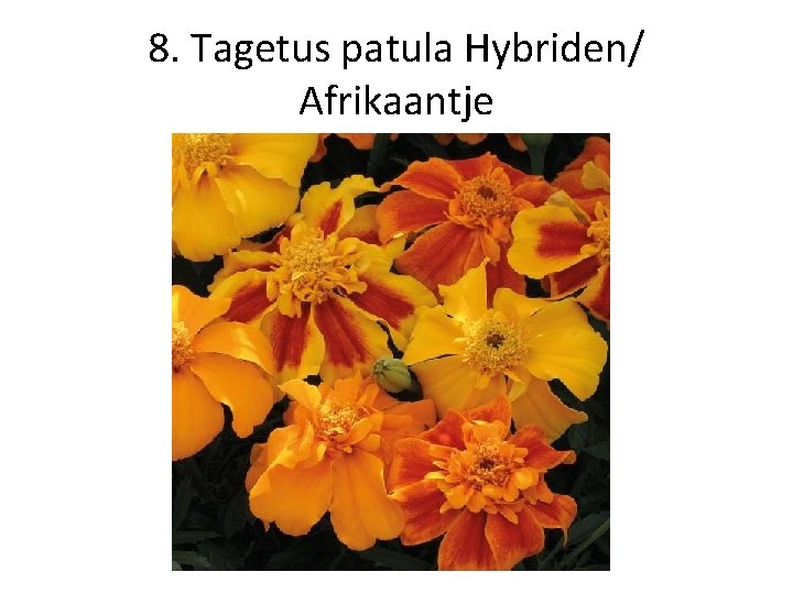 8. Tagetus patula Hybriden/ Afrikaantje 