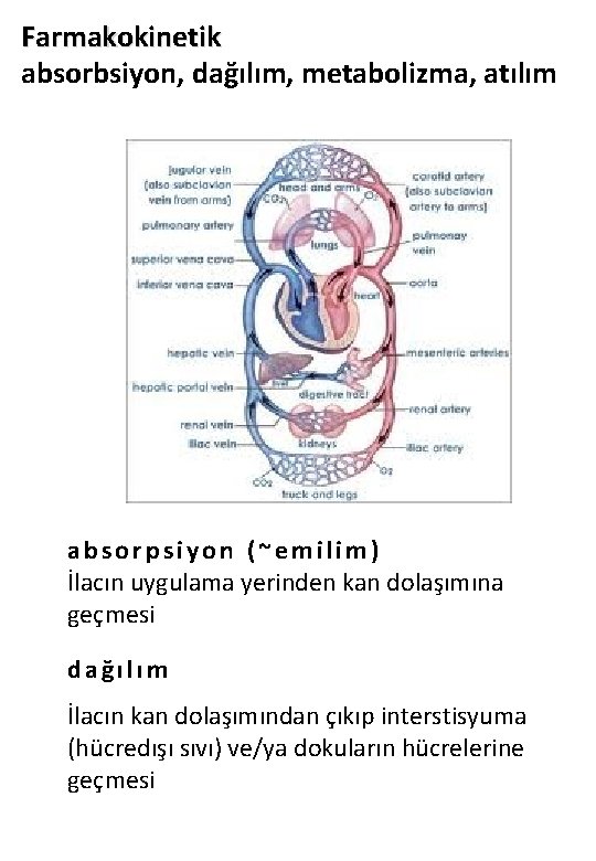 Farmakokinetik absorbsiyon, dağılım, metabolizma, atılım absorpsiyon (~emilim) İlacın uygulama yerinden kan dolaşımına geçmesi dağılım