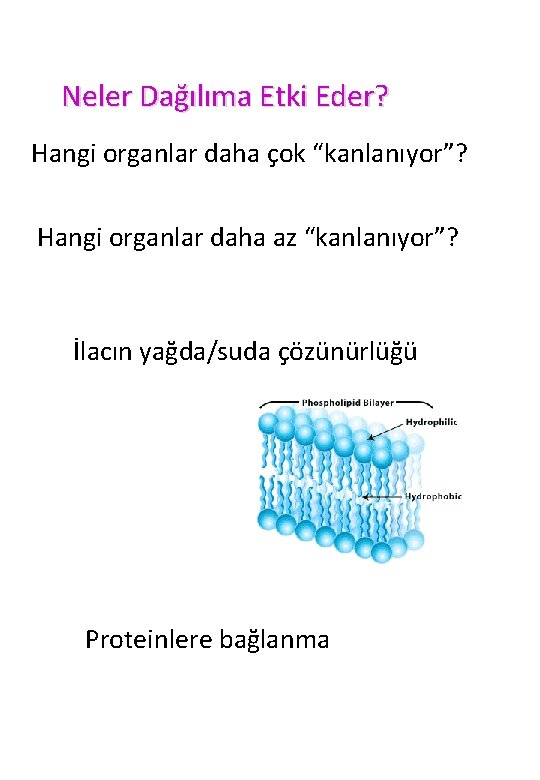 Neler Dağılıma Etki Eder? Hangi organlar daha çok “kanlanıyor”? Hangi organlar daha az “kanlanıyor”?