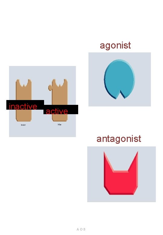 agonist inactive antagonist AOB 