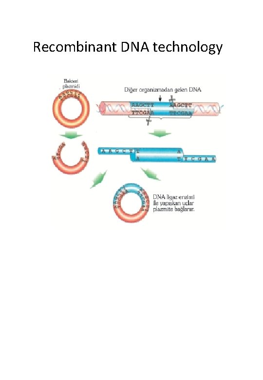 Recombinant DNA technology 