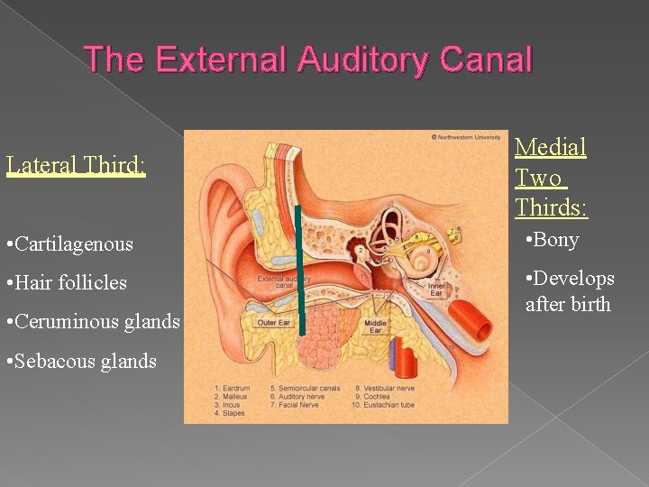 The External Auditory Canal Lateral Third: Medial Two Thirds: • Cartilagenous • Bony •