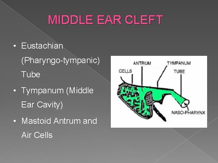 MIDDLE EAR CLEFT • Eustachian (Pharyngo-tympanic) Tube • Tympanum (Middle Ear Cavity) • Mastoid