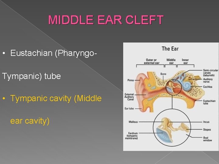 MIDDLE EAR CLEFT • Eustachian (Pharyngo. Tympanic) tube • Tympanic cavity (Middle ear cavity)