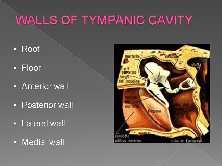WALLS OF TYMPANIC CAVITY • Roof • Floor • Anterior wall • Posterior wall