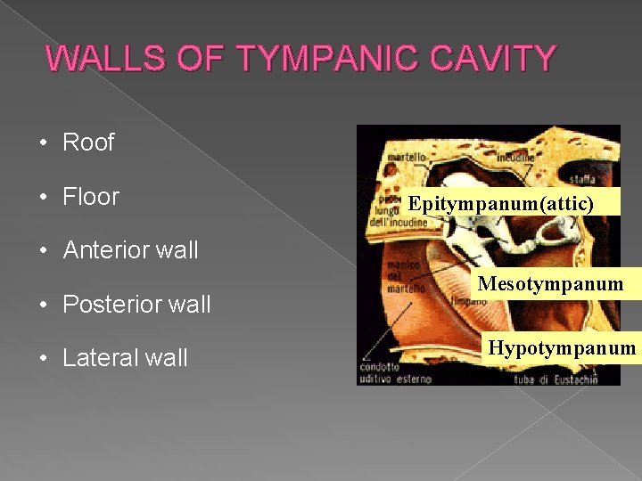 WALLS OF TYMPANIC CAVITY • Roof • Floor Epitympanum(attic) • Anterior wall • Posterior